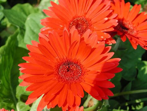 Gerbera Daisy Flower - Pink Flower Wallpapers