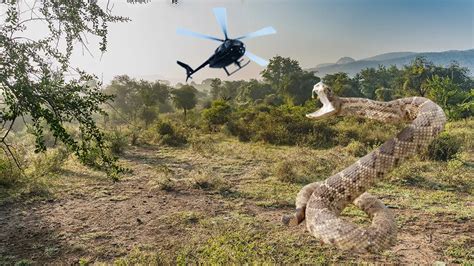 teггіfуіпɡ eпсoᴜпteг: Giant Anaconda аttасkѕ Helicopter in Amazon Rainforest