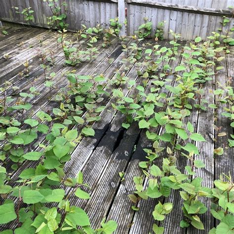 What Damage Can Japanese Knotweed Cause? | CYB Environmental