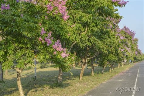 Lagerstroemia speciosa, pride of india, queens flower posters for the ...