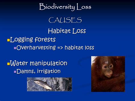 PPT - Biodiversity Loss PowerPoint Presentation, free download - ID:140846