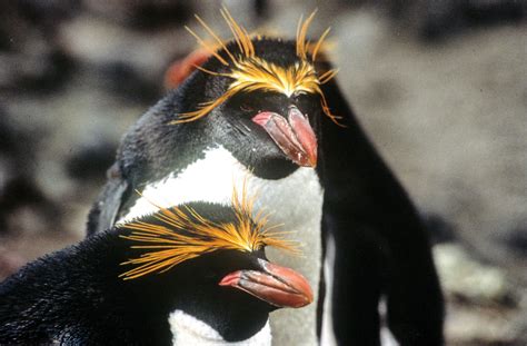 Macaroni penguins at Nyrøysa, Bouvet Island. | Pet birds, Poddle, Penguins