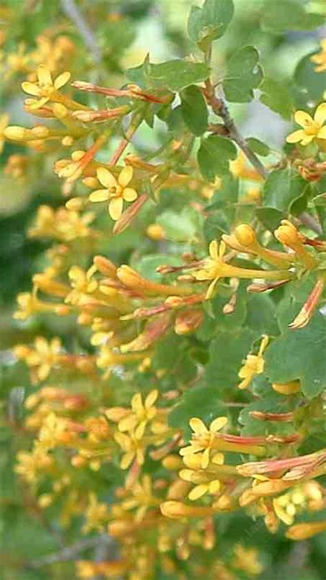 Ribes aureum var. gracillimum, Golden Currant.