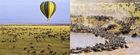 Annual Wildebeest Migration in Maasai mara National Reserve | Kenya