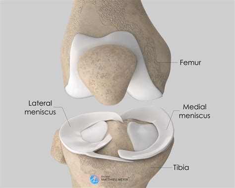 Medial Meniscus Anatomy