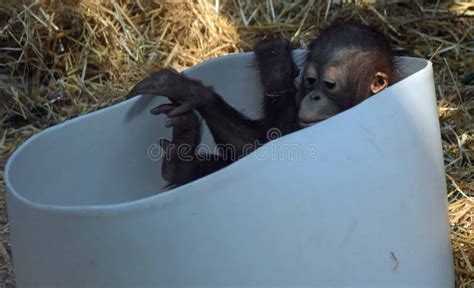 Baby Orangutan Playing stock photo. Image of wildlife - 263641520