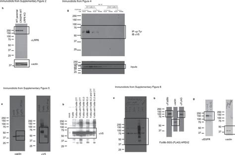 Immunoblots The original immunoblot images used in this study. Boxes ...