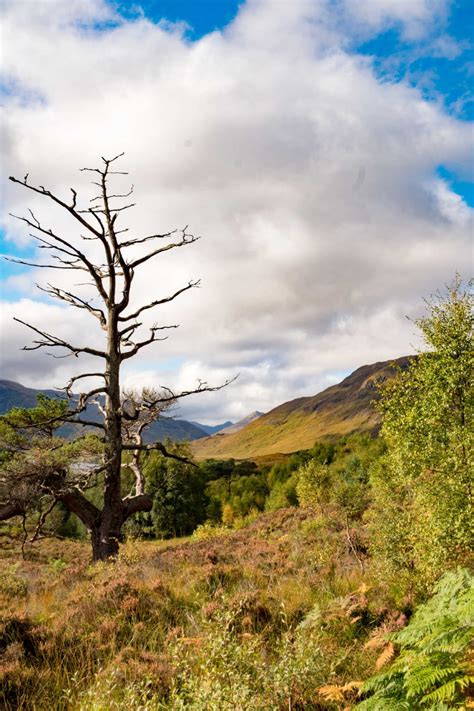 Glen-Affric-3 - Love from Scotland