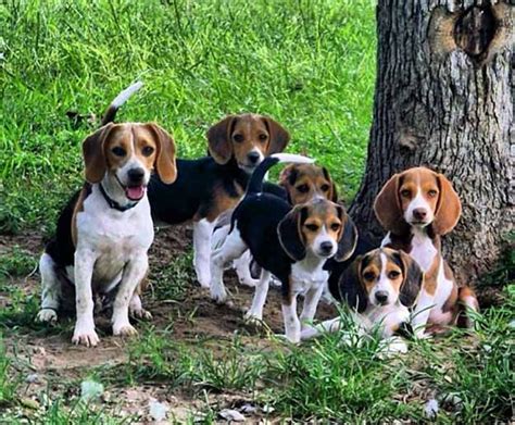 The Do's and Don’ts of Beagle Hunting | Survival Life | Beagle puppy ...