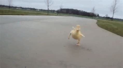 Funny Duck Walking Gif - bmp-mullet