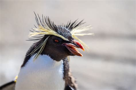 Where to See Penguins in Argentina: 6 Destinations in Patagonia