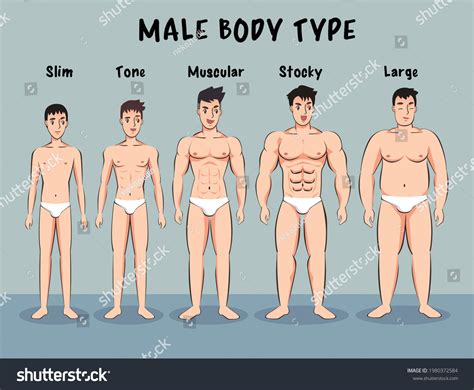 Male Body Type Cartoon Vector Stock Vector (Royalty Free) 1980372584 ...