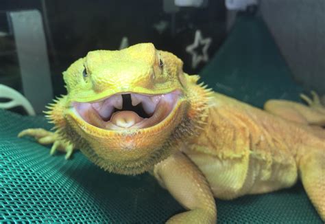 One of my happy bearded dragons, Bernadette. : r/BeardedDragons