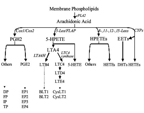 Arachidonic acid metabolism. Arachidonic acid (AA) can be metabolized... | Download Scientific ...