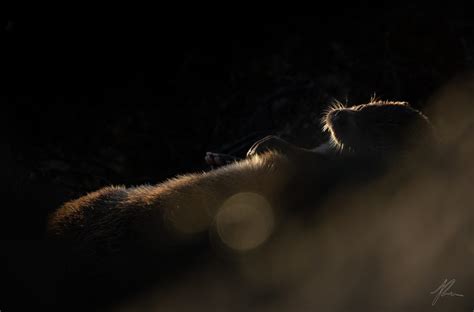 Wildlife Photography Guide to the Shetland Islands - Nature TTL