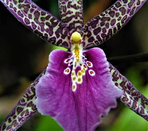 Spider Orchid # 3 Photograph by Heidi Fickinger - Pixels