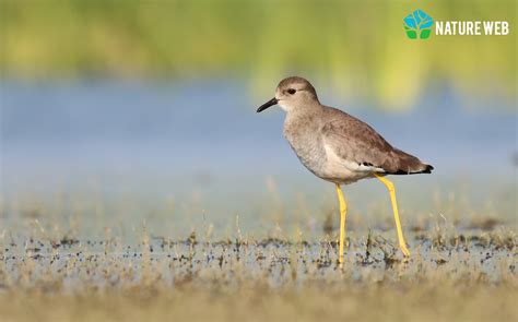 White-tailed Lapwing