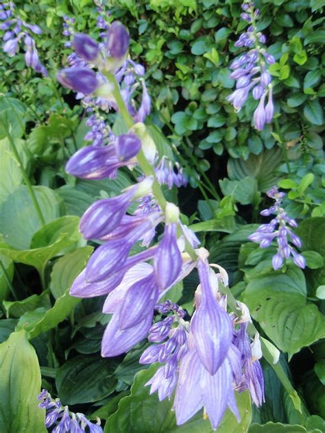 Purple Hosta Flowers by Beth Akerman