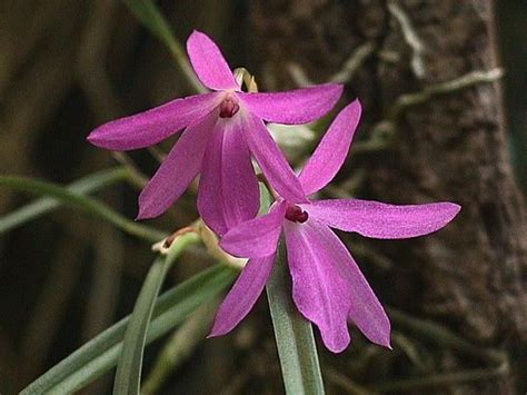 Sophronitella violacea | Beautiful orchids, Beautiful flowers, Orchids