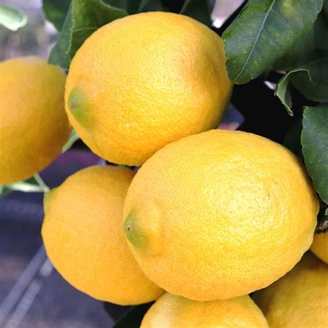 Citrus x limon Lemon 'Lisbon' - Warners Nurseries