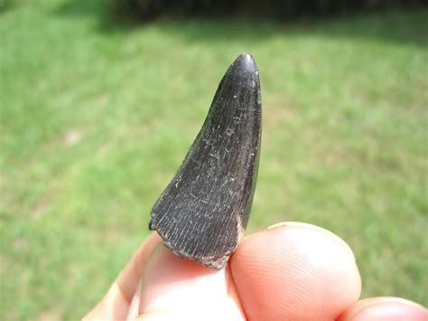 Excellent Bone Valley Crocodile Tooth | Recently Sold | FOSSILS ...