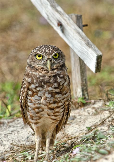 Species Spotlight: Florida Burrowing Owl – Earth Tech Environmental