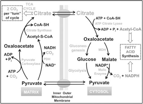 Diagram for citrate metabolism and bicarbonate formatio | Open-i