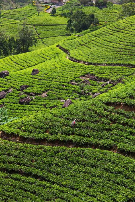 Premium Photo | Tea plantation