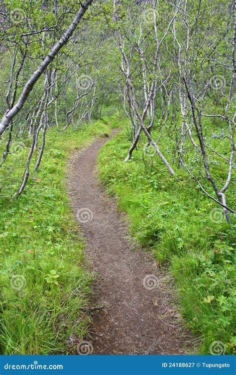 Forest in Iceland stock image. Image of green, mountain - 24188627