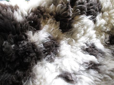 Spotted Sheep Shop: Wool Fiber ~ Jacob Sheep Wool Rolags & Batts For Sale