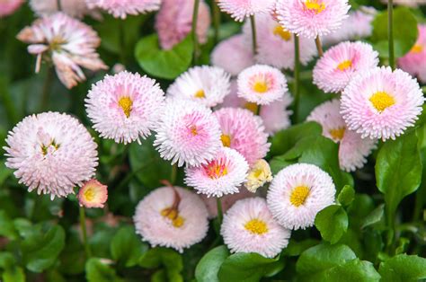 English Daisy: Plant Care & Growing Guide