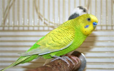 Budgie Parakeet Colors, Varieties, Mutations, Genetics