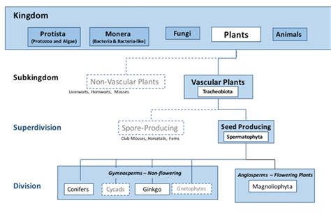 Chapter 5: Tree Taxonomy, Identification, and Measurement – Tree Steward Manual