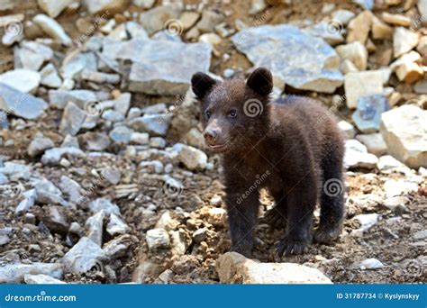 Little Bear stock photo. Image of wildlife, animal, predator - 31787734