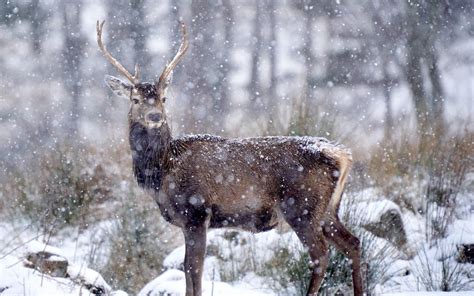 Nature group and Highland community clash over deer cull | Evening Standard