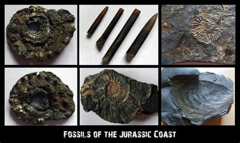 Fossils of the Jurassic Coast by E-Pa on DeviantArt