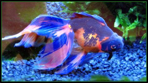 BLUE GOLDfish | The colors are real. He is no longer in his … | Flickr