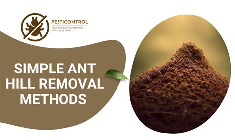 Effective Ant Hill Removal Tips For A Beautiful Lawn