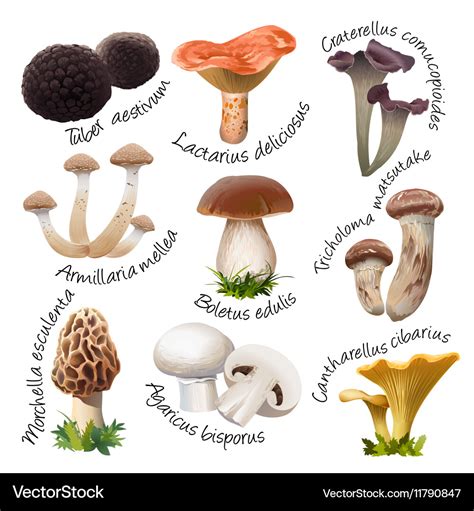 Edible Mushrooms Pictures