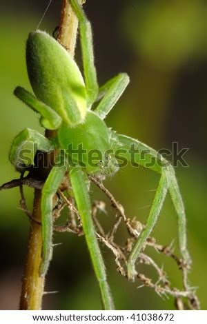 huntsman spider bite