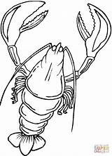 Lobster coloring Page  Free Printable Coloring Pages sketch template