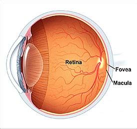 Low Vision Eyeglasses LowVisionEyeglasses.com: Guide to Macular ...