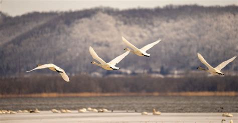 Flight Path Secrets: Why Do Birds Fly In V Formation? - The Worlds ...