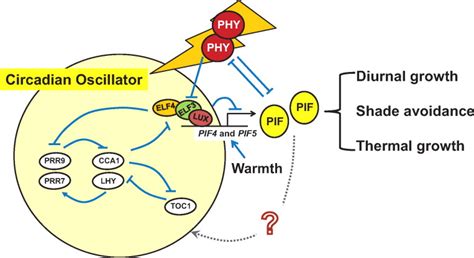 Phytochrome-Interacting Factors (PIFs) as Bridges between Environmental Signals and the ...