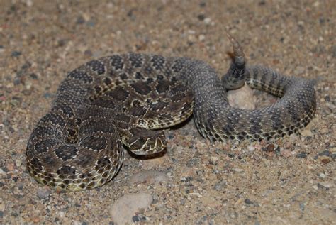 Prairie Rattlesnake (Crotalus viridis) - Amphibians and Reptiles of ...