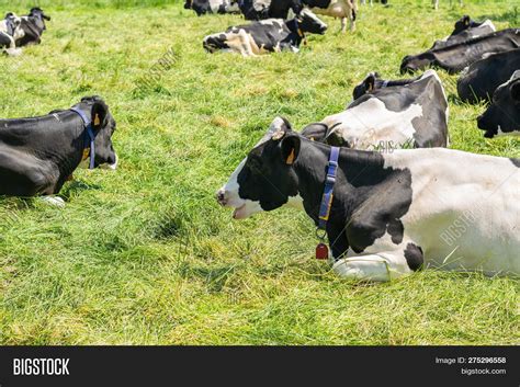 Holstein-friesian Cows Image & Photo (Free Trial) | Bigstock