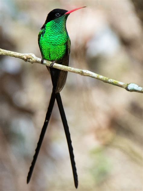 Red-billed Streamertail, Trochilus polytmus: endemic to Jamaica : www.rockjumperbirding.com ...