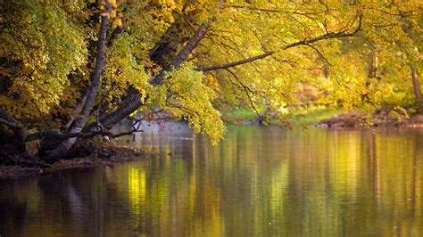 Lake pond golden trees tropical forest stream leaves hdr ultrahd black white hd 4k wallpaper ...