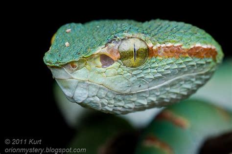 Up Close with Nature: Tropical Snakes