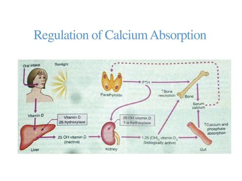 Macrominerals Calcium - ppt download